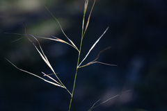 Austrostipa pubinodis