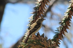 Elaenia albiceps
