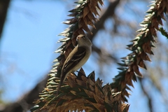 Elaenia albiceps