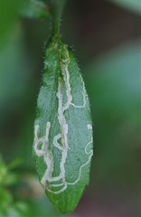 Phytomyza erigeronis