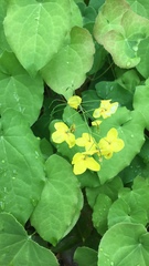 Epimedium