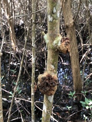 Cylindrocarpon didymum