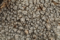 Lepra trachythallina