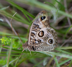 Orobrassolis ornamentalis