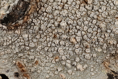 Lepra trachythallina