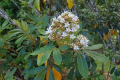 Cossinia pinnata