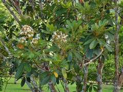 Cossinia pinnata