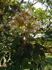 Cossinia pinnata