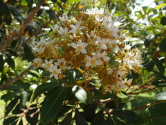 Cossinia pinnata
