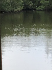Trichechus manatus latirostris