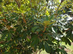 Cossinia pinnata