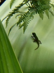 Phelsuma cepediana