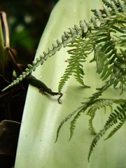 Phelsuma cepediana
