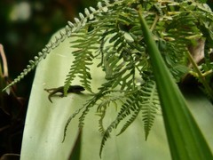 Phelsuma cepediana