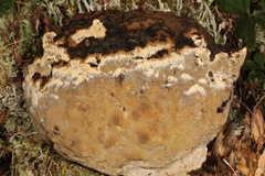 Phellinus chrysoloma