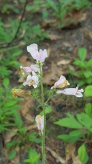 Penstemon australis