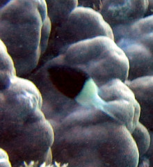 Pycnochromis dimidiatus