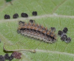 Theresimima ampellophaga