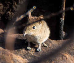 Elephantulus myurus
