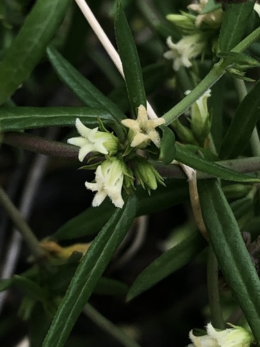 Arizona swallow-wort (Metastelma arizonicum)