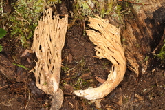 Ramaria concolor
