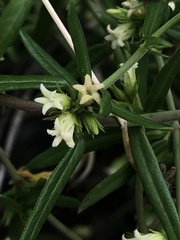 Metastelma arizonicum