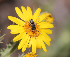 Coelioxys pergandei