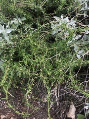 Metastelma arizonicum