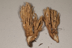Ramaria concolor