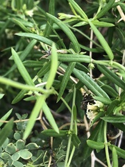 Metastelma arizonicum