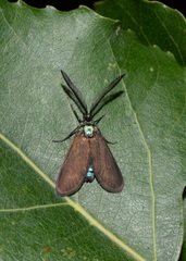 Theresimima ampellophaga