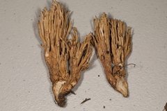 Ramaria concolor