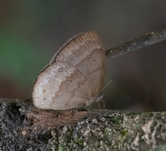 Taydebis peculiaris