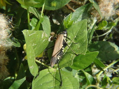 Scaphura elegans