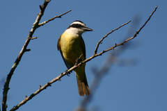 Pitangus sulphuratus