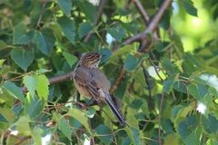 Leptasthenura aegithaloides