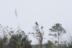Buteo jamaicensis umbrinus