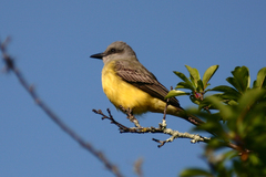 Tyrannus melancholicus