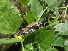 Scaphura elegans