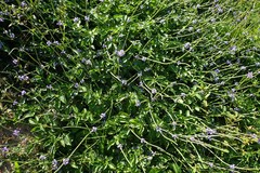 Stachytarpheta urticifolia