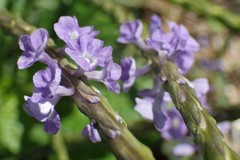 Stachytarpheta urticifolia