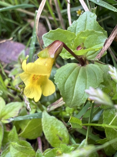 Erythranthe glabrata (Erythranthe glabrata)