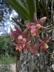 Epidendrum oxysepalum