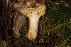 Russula blackfordiae