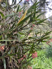 Epidendrum oxysepalum