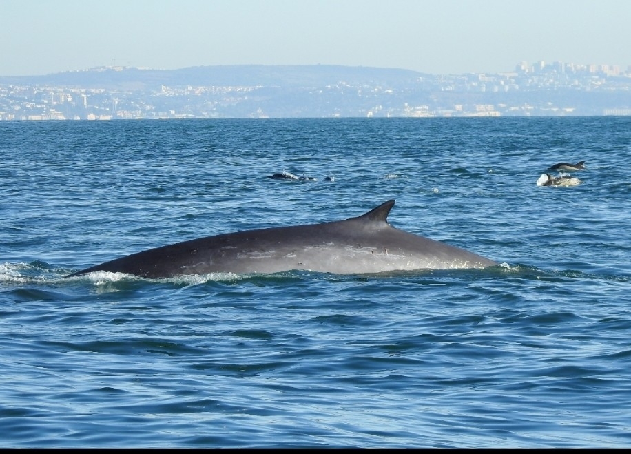 Fin whale surfacing near a coastline