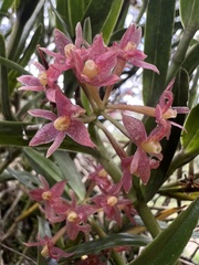 Epidendrum oxysepalum