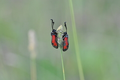 Zygaena punctum