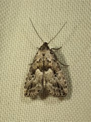 Hypenodes franclemonti