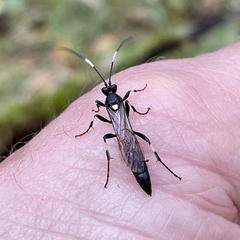 Stenichneumon militarius